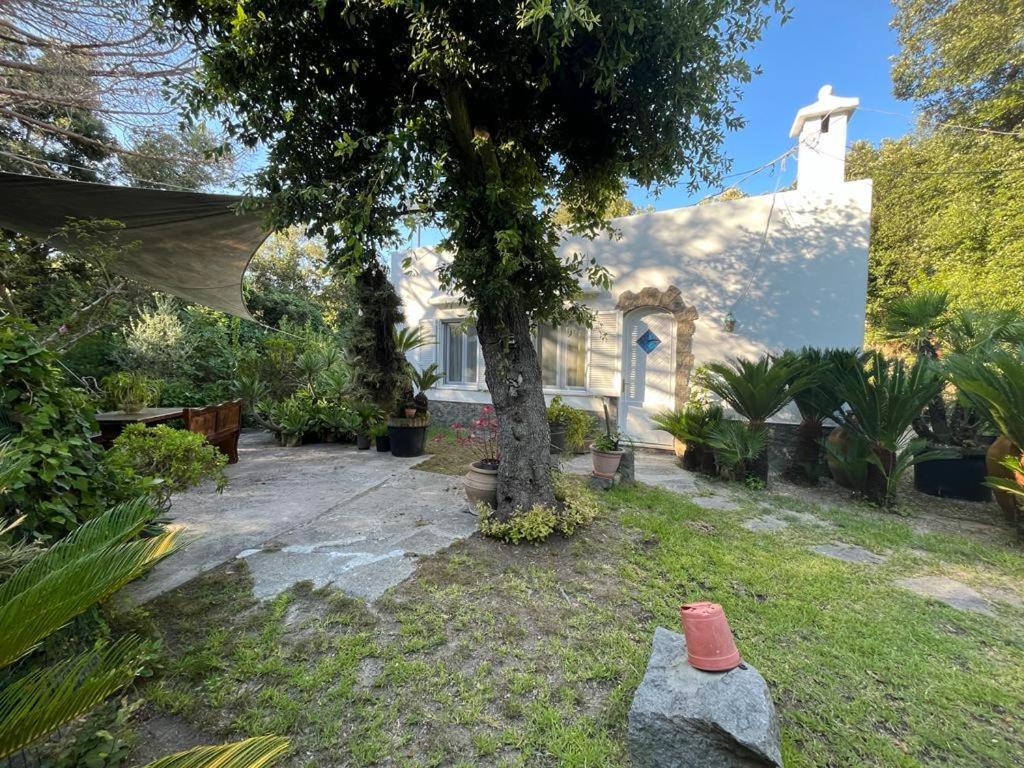 Le Dimore Di Zaro - Green Paradise Forio di Ischia Exteriör bild